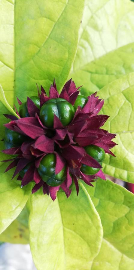 فيلا Vanilla نونغوي المظهر الخارجي الصورة